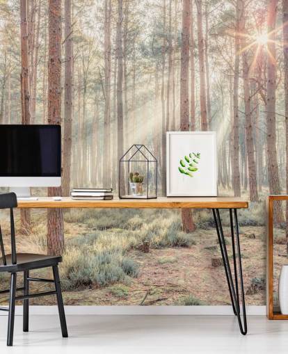 Floresta enevoada com raios solares