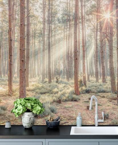 Bosque brumoso con rayos de sol