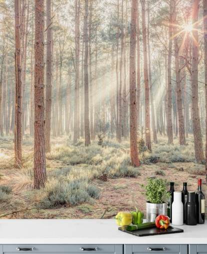 Foresta nebbiosa con raggi di sole Foresta nebbiosa con raggi di sole