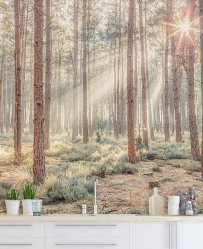 Nebliger Wald mit Sonnenstrahlen Nebliger Wald mit Sonnenstrahlen