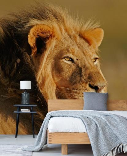 Male Lion Portrait Photography Mural