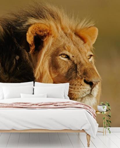 Male Lion Portrait Photography Mural