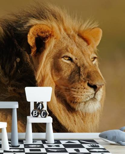 Male Lion Portrait Photography Mural Male Lion Portrait Photography Mural