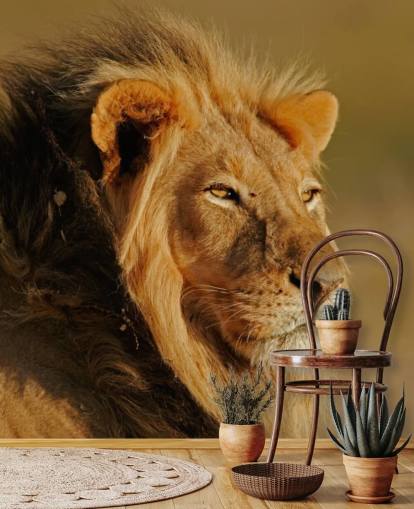 Male Lion Portrait Photography Mural