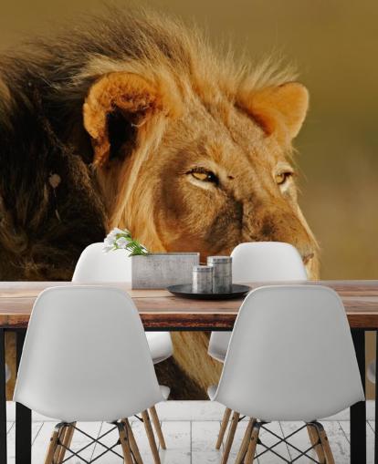 Male Lion Portrait Photography Mural Male Lion Portrait Photography Mural