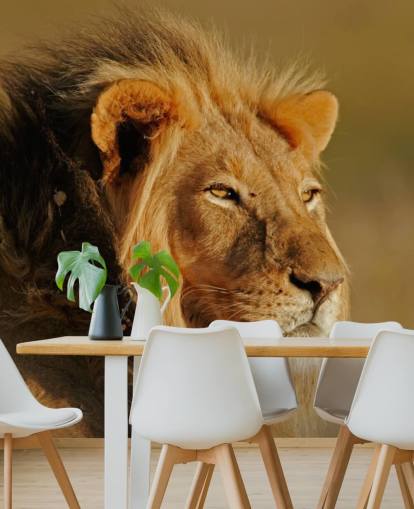 Man Lion porträtt Fotografi Väggmålning