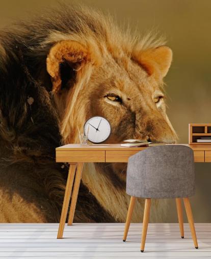 Male Lion Portrait Photography Mural Male Lion Portrait Photography Mural