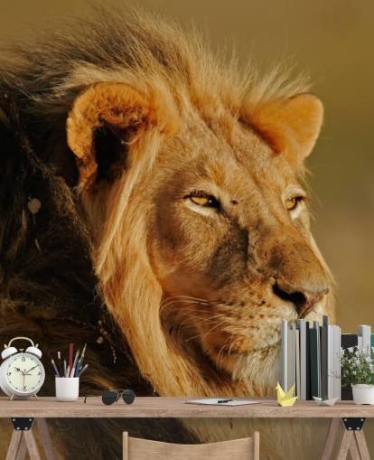 Male Lion Portrait Photography Mural
