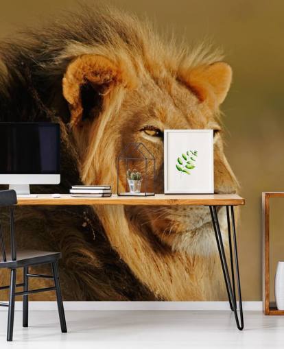 Male Lion Portrait Photography Mural Male Lion Portrait Photography Mural