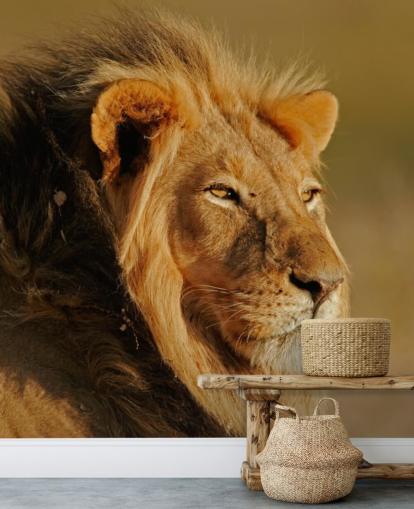 Male Lion Portrait Photography Mural Male Lion Portrait Photography Mural