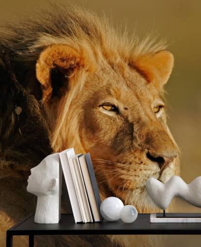 Male Lion Portrait Photography Mural