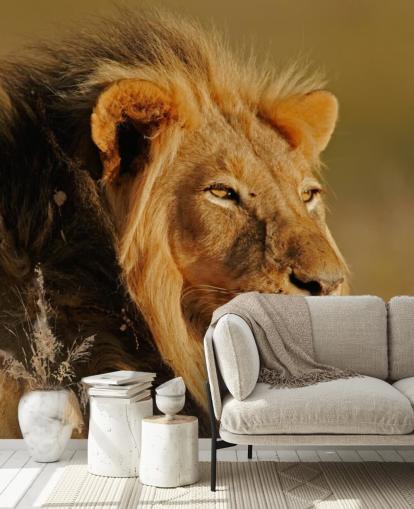 Male Lion Portrait Photography Mural Male Lion Portrait Photography Mural