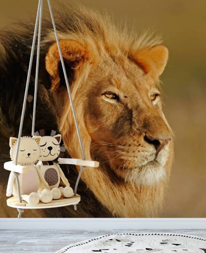 Male Lion Portrait Photography Mural