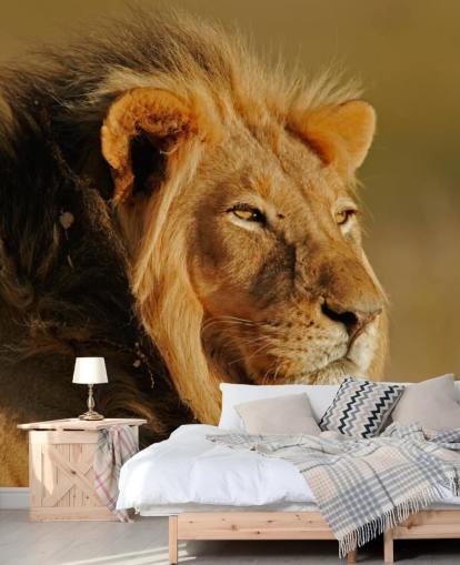 Männlicher Löwe Portrait Fototapete