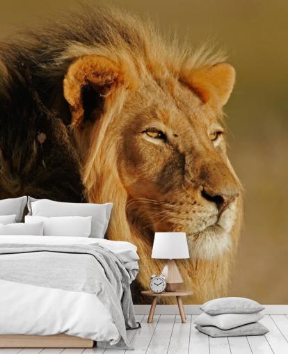 Male Lion Portrait Photography Mural