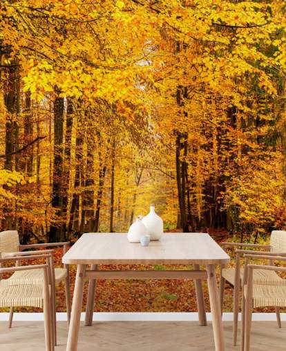 autumn forest wallpaper autumn forest wallpaper