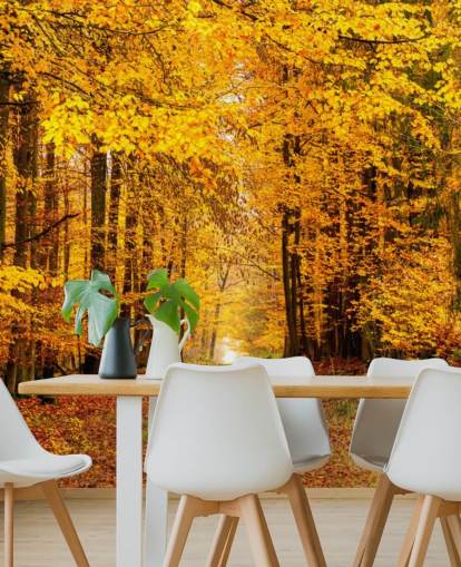 Fondos de autumn forest