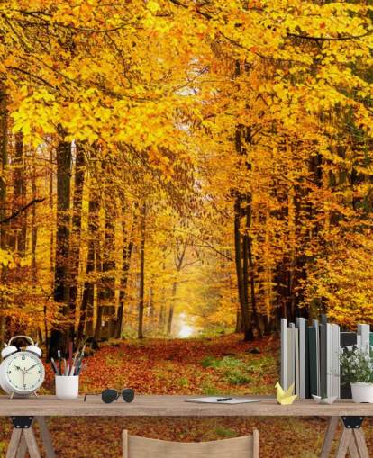 autumn forest wallpaper