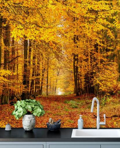 autumn forest wallpaper autumn forest wallpaper