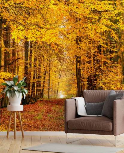 Fondos de autumn forest