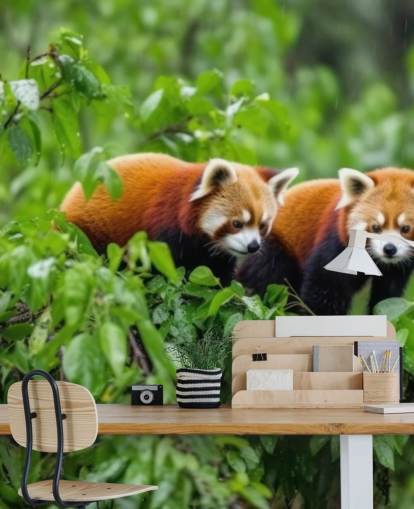 mural de papel de parede de panda personalizado vermelho chamado Red Pandas in Tree