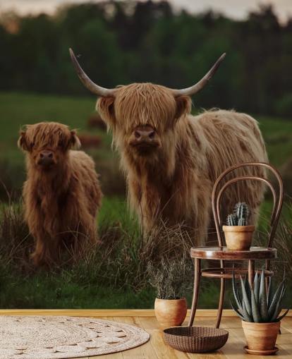brown custom cow wallpaper mural called Highland Cow and Calf 