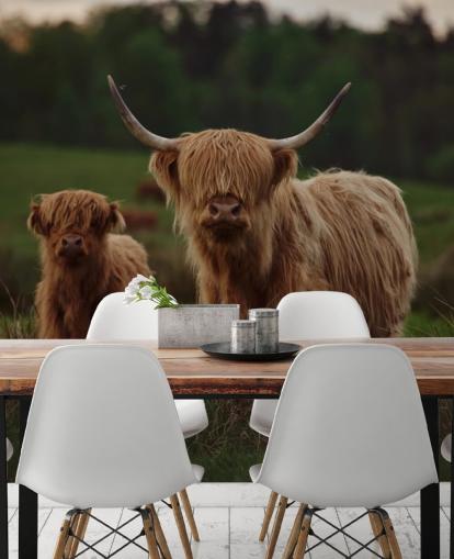 mural de papel pintado marrón personalizado de vaca llamado Highland Cow and Calf 