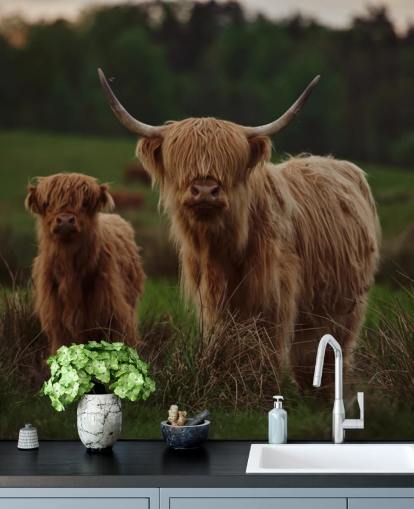 brown custom cow wallpaper mural called Highland Cow and Calf 