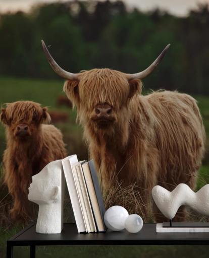 brown custom cow wallpaper mural called Highland Cow and Calf 