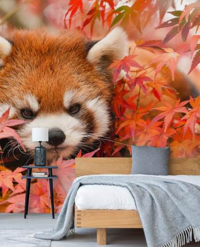 mural rojo personalizable de papel pintado de panda llamado Red Panda in Autumn para hogares y oficinas mural rojo personalizable de papel pintado de panda llamado Red Panda in Autumn para hogares y oficinas