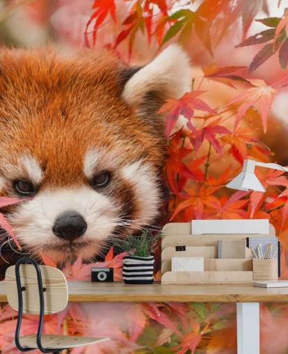 mural rojo personalizable de papel pintado de panda llamado Red Panda in Autumn para hogares y oficinas 
