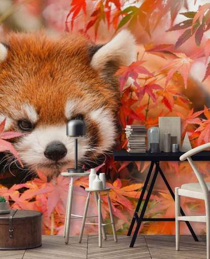carta da parati murale rossa personalizzabile con panda chiamata Red Panda in Autumn per case e uffici 