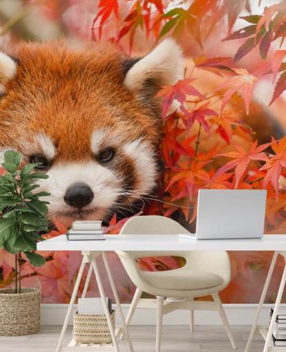 red customisable panda wallpaper mural called Red Panda in Autumn for homes and offices 