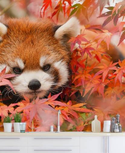 red customisable panda wallpaper mural called Red Panda in Autumn for homes and offices 