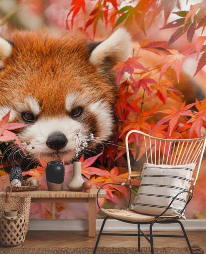 red customisable panda wallpaper mural called Red Panda in Autumn for homes and offices 
