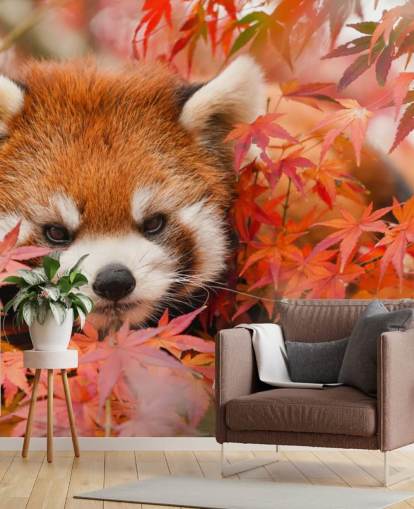 papier peint mural de panda rouge personnalisable appelé Red Panda in Autumn pour les maisons et les bureaux 