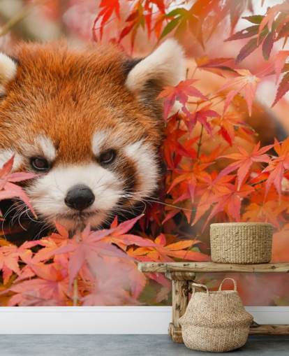 carta da parati murale rossa personalizzabile con panda chiamata Red Panda in Autumn per case e uffici carta da parati murale rossa personalizzabile con panda chiamata Red Panda in Autumn per case e uffici