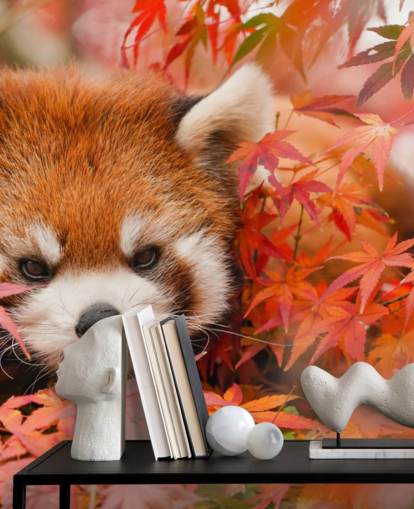 mural rojo personalizable de papel pintado de panda llamado Red Panda in Autumn para hogares y oficinas 