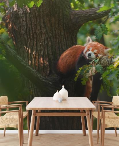 red customisable panda wallpaper mural called Sleeping Red Panda