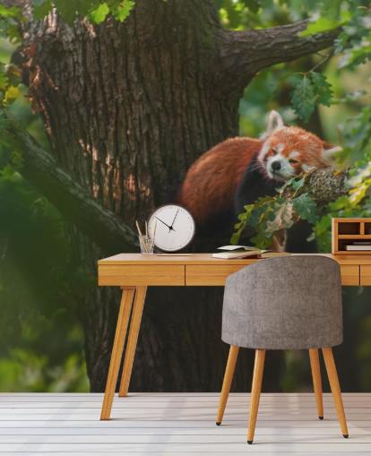 red customizable panda wallpaper mural called Sleeping Red Panda