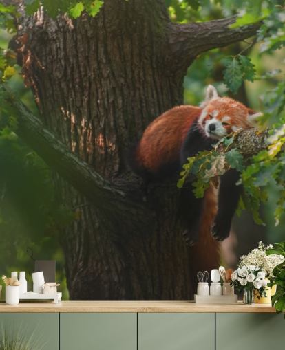mural de papel de parede de panda vermelho personalizável chamado Sleeping Red Panda mural de papel de parede de panda vermelho personalizável chamado Sleeping Red Panda