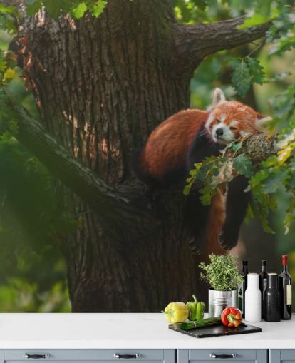 mural de papel de parede de panda vermelho personalizável chamado Sleeping Red Panda mural de papel de parede de panda vermelho personalizável chamado Sleeping Red Panda