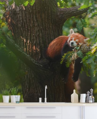 red customizable panda wallpaper mural called Sleeping Red Panda