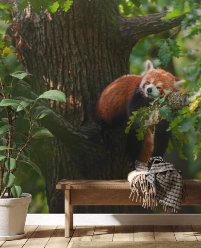 rode aanpasbare pandabehangmuurschildering genaamd Sleeping Red Panda rode aanpasbare pandabehangmuurschildering genaamd Sleeping Red Panda