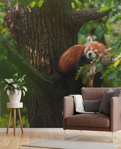 red customizable panda wallpaper mural called Sleeping Red Panda red customizable panda wallpaper mural called Sleeping Red Panda