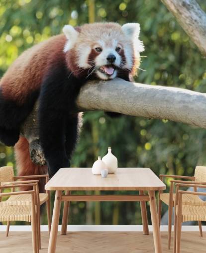 röd anpassad panda tapet som heter Relaxing Red Panda för hem och kontor