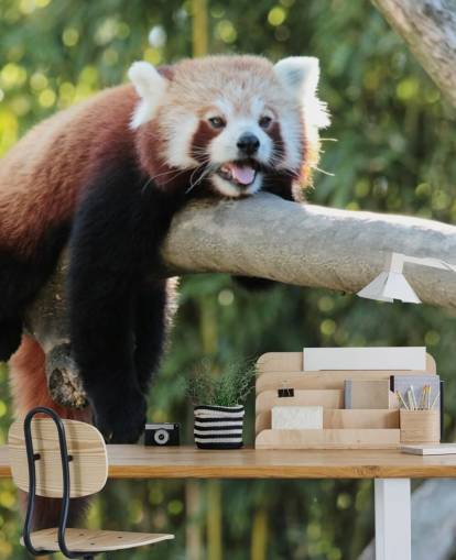 carta da parati panda personalizzata rossa chiamata Relaxing Red Panda per case e uffici
