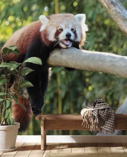 papier peint panda personnalisé rouge appelé Relaxing Red Panda pour les maisons et les bureaux papier peint panda personnalisé rouge appelé Relaxing Red Panda pour les maisons et les bureaux