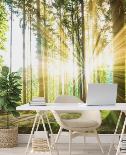mural verde personalizable de papel pintado de bosque llamado Forest Sun para oficina