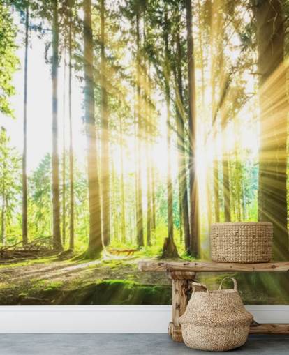 green customisable forest wallpaper mural called Forest Sun for office